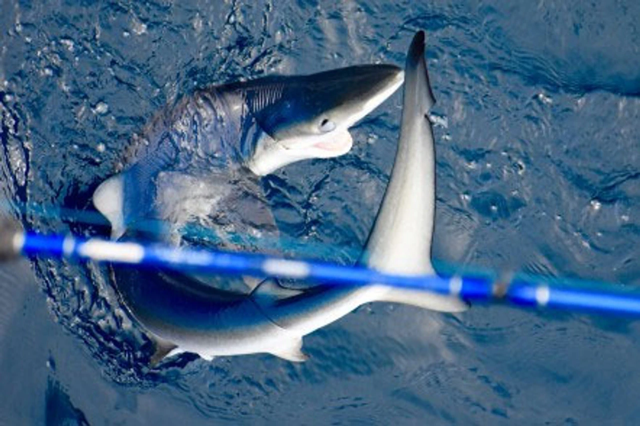 Lamiglas Bluewater Series Rods 6 Lamiglas Bluewater Series Rods - Image 4