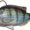 Savage Gear Pulse Tail Pinfish RTF Swimbaits 2 Savage Gear Pulse Tail Pinfish RTF Swimbaits -TackleX Store savage gear pulse tail pinfish rtf swimbaits 24311.1656656571.386.513